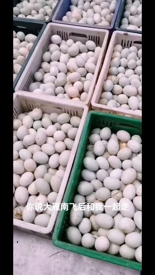 绿色养殖赋能，打造舌尖上的优质农副产品